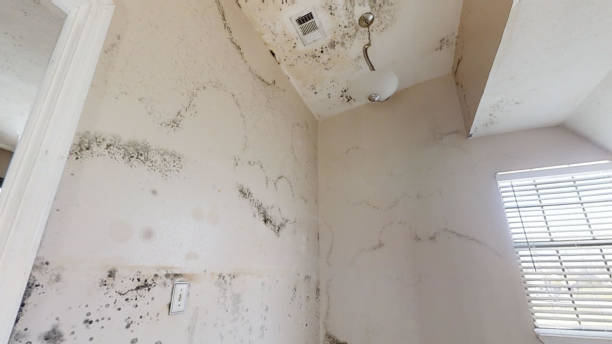 Best Air Quality Testing for Mold Spores  in Blaine, MN