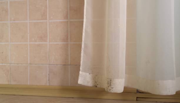 Best Mold Damage Restoration  in Blaine, MN
