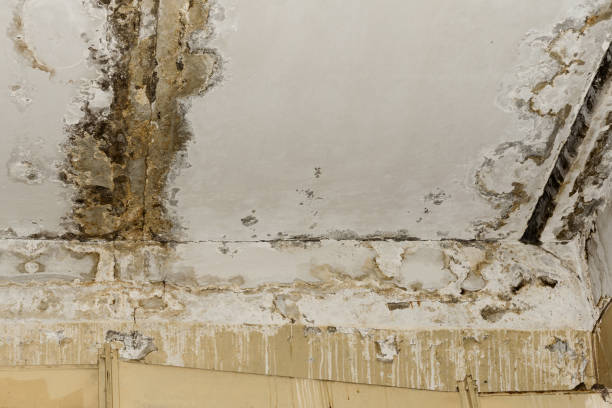 Best Environmental Consulting for Mold Prevention  in Blaine, MN