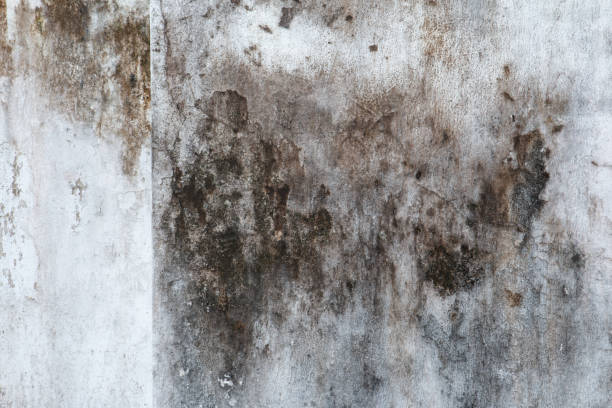 Best Post-Construction Mold Inspection  in Blaine, MN
