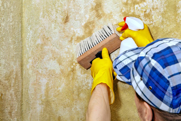 Best Biohazard Mold Removal  in Blaine, MN