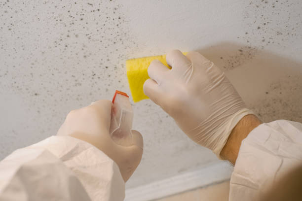 Best Mold Documentation for Insurance Claims  in Blaine, MN