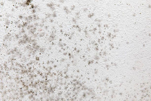 Best Mold Remediation for Healthcare Facilities  in Blaine, MN