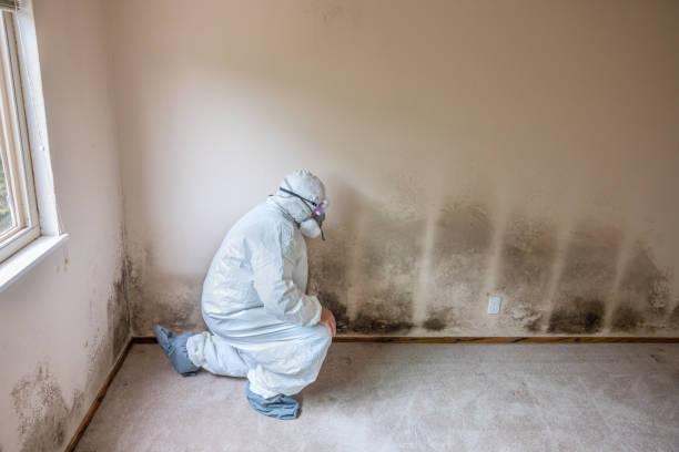 Best HVAC Mold Inspection and Cleaning  in Blaine, MN
