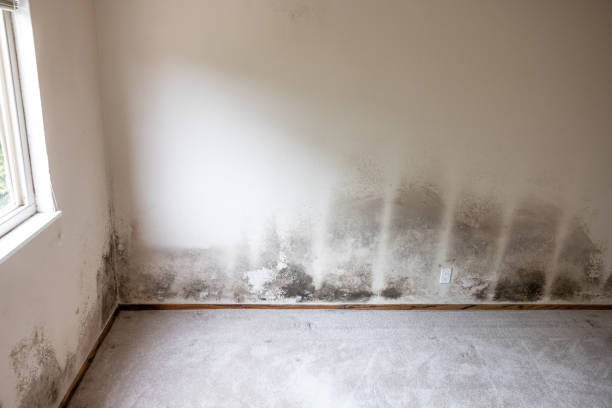 Best Comprehensive Air Testing for Mold Contaminants  in Blaine, MN