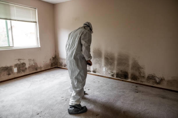 Best Crawl Space Mold Remediation  in Blaine, MN