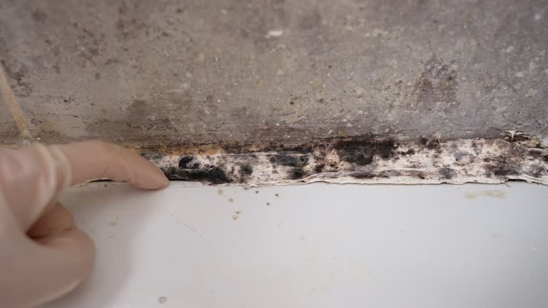 Best Mold Remediation for Rental Properties  in Blaine, MN